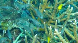 Blackbelted cardinalfish<br>クロオビアトヒキテンジクダイ
