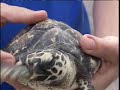 Endangered Sea Turtle Returned To Wild In Jupiter