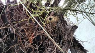 Watch Carmen Miranda Ninho Deserto video