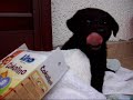 Black Labrador "Sony" Life as a Dog