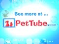 pettube