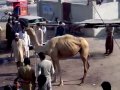 Camel Qurbani With Full Procedure Mp4