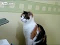 猫のアレックス・プリンターに猫パンチ