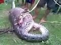 Asli Ular Makan Sapi Gorontalo images Asli Ular Makan Sapi Gorontalo