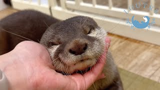Otter Tororo Is Back.