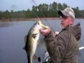 Topwater FROG Lure Crushed by Big Bass
