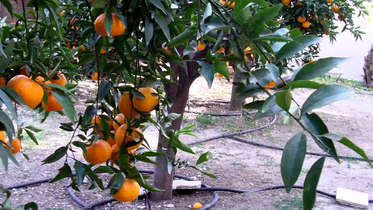 cutie orange trees
