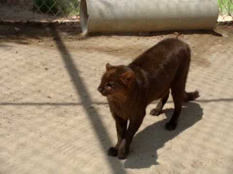 Jaguarundis Jaguarundis