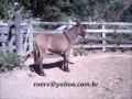 Tropa De Muares Fazenda S O Braz Areias Sp