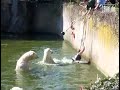 Woman Attacked by Polar Bear after Jumping into Tank at Berlin Zoo