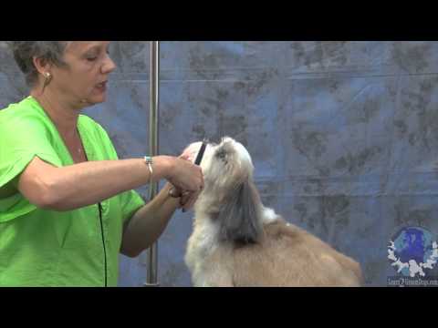 cleaning shih tzu ears grooming tips on how to clean your shih tzu ears and teeth breeds picture cleaning shih tzu ears grooming tips on how to clean your shih tzu ears and teeth breeds picture