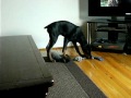 My Doberman Puppy!!!
