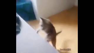 Gato Desmayandose Con Sonido De Pedo V