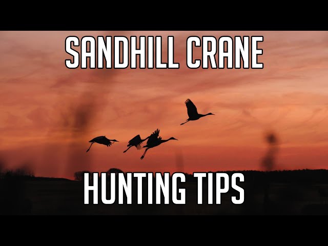 Watch Sandhill Crane Hunting Tips - Birdtail Waterfowl on YouTube.