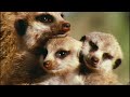 Introduction to Biology HD