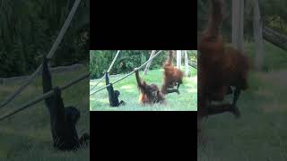 Orangutans & Gibbons.