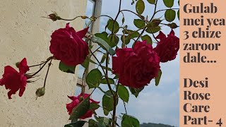 Desi Rose Care Part- 4 Fungicide, Pesticide And Nutrition Application -All About Desi Rose
