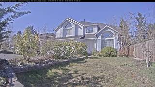 Squirrel Running Around Moms Front Yard 20190319 114834 Axis M2025-Le Ip-Camera Recording