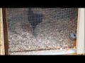 Lovie is special and Scratch and the others will be missed