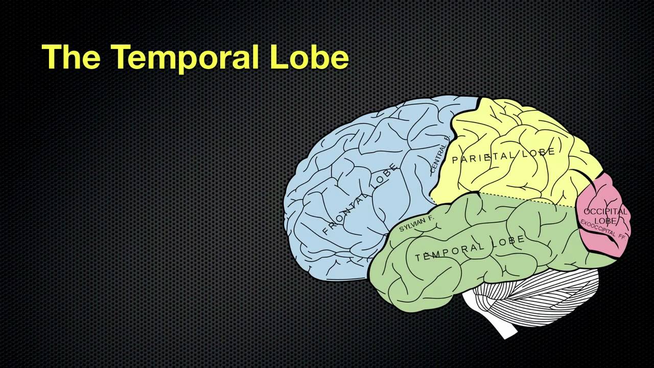 067 The Anatomy and Functions of the Occipital and Temporal Lobes - YouTube