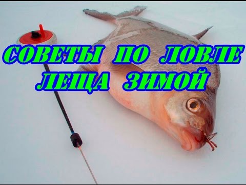 сало как приманка на леща сало как приманка на леща