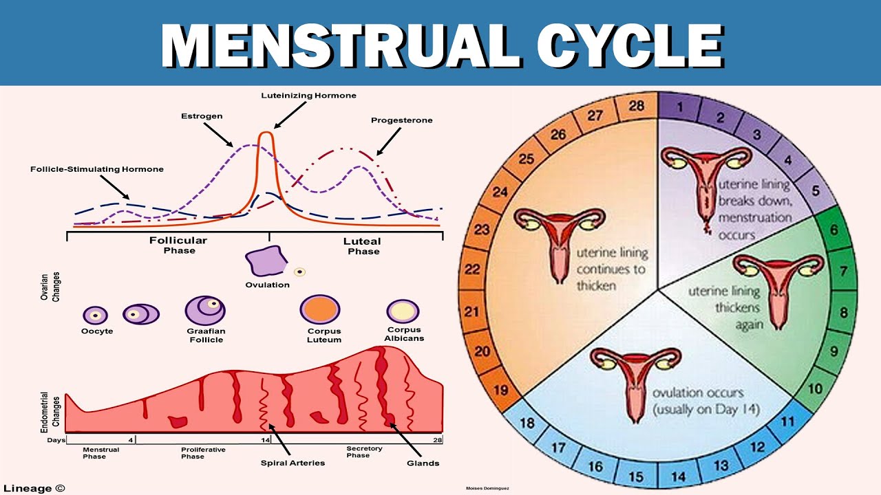 Relief of menstrual cramps through orgasm