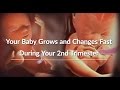 Your Growing Baby's Changes Through the Second Trimester