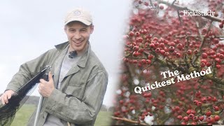 How To Harvest Hawthorn Berries Wild Edibles Uk