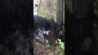 Dog And Human Team Up To Rescue A Robin Viralhog