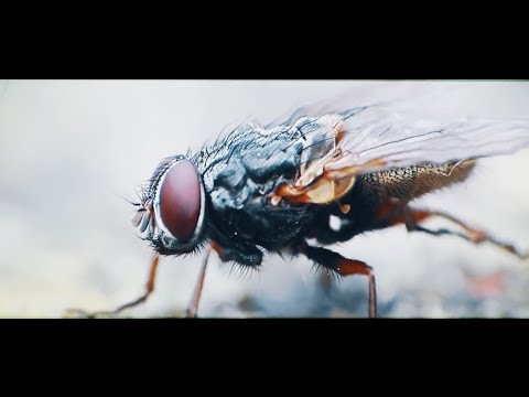 Lord Of Flies Video