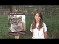TubeChop - Meet Canyon the SAND CAT! (00:21)