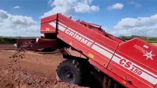Potato planting