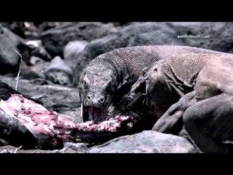 www.earth-touch.com Find out more about the giant, venomous lizards