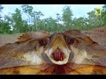 lizard