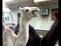 Lady Tickles Camel
