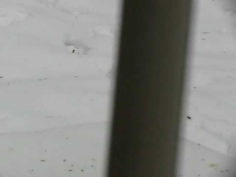Into Absolution Video