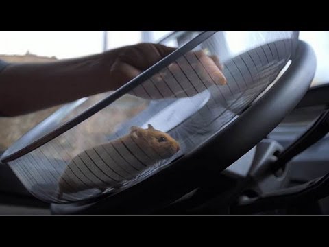 Hamster Bisa Kendarai Truk, Gak Percaya?
