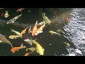 image Koi Pond Underwater View Kolam Ikan Dengan Filter Biologi Bersih Tanpa Kuras