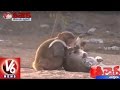 Funny Monkey | Dog And Monkey Friendship | Weekend Teenmaar News - V6 News