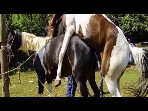 Смотреть Видео Конь Ебет Коня