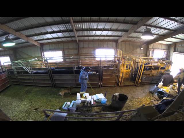 Watch Better Beef Prices Through Improved Animal Husbandry on YouTube.