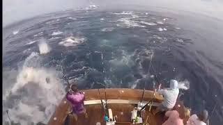 Crashing Tuna