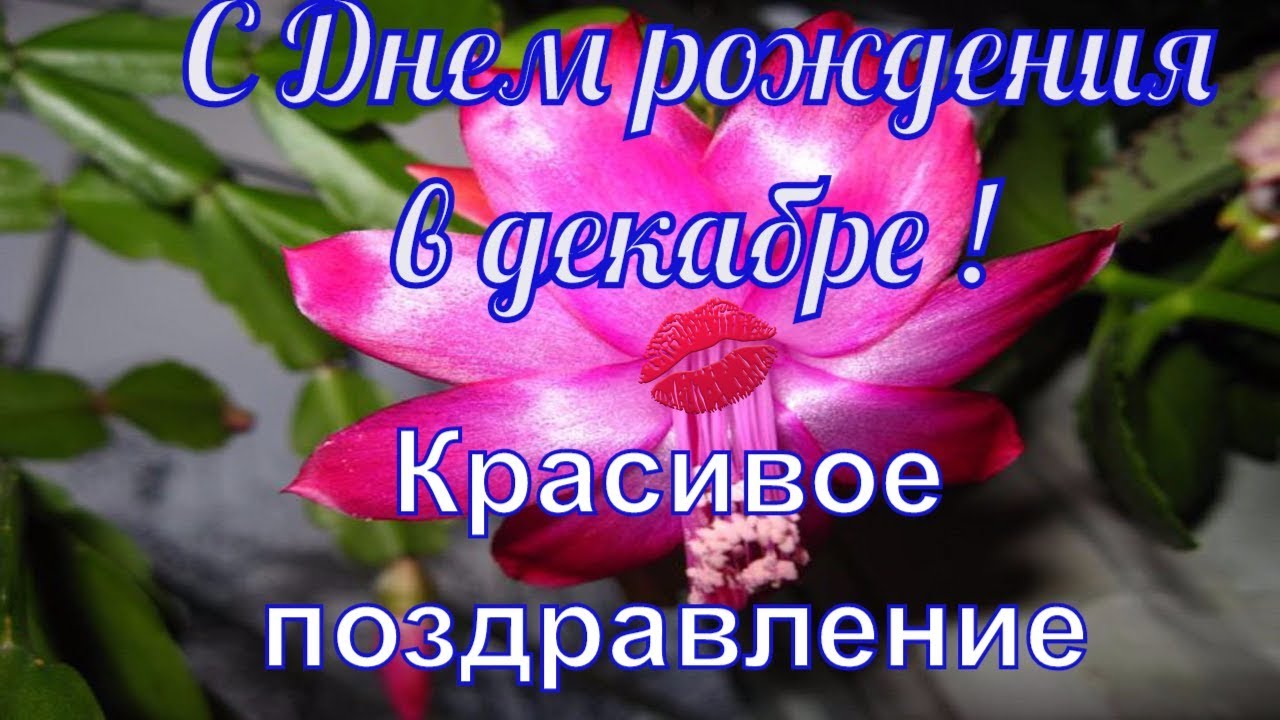Видео с днем рождения с пожеланиями Видео с днем рождения с пожеланиями