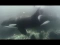 killer whale drive by