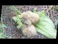 nourrir un bebe corbeau