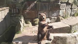 Медведь Попрошайка / В Зоопарке