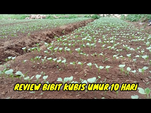 REVIEW BIBIT KUBIS UMUR 10 HARI
