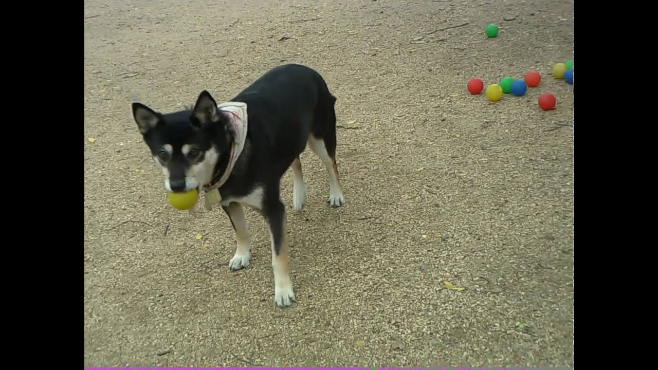 why are dogs colorblind 天才犬 マッシュ dogs are color blind is not 犬マッシュ why are dogs colorblind 天才犬 マッシュ dogs are color blind is not 犬マッシュ