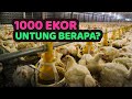 Modal Ternak Ayam Potong 1000 Ekor Beserta Keuntungannya