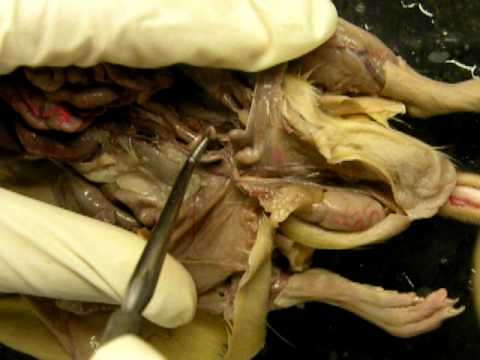 The Rat Male Reproductive System - YouTube